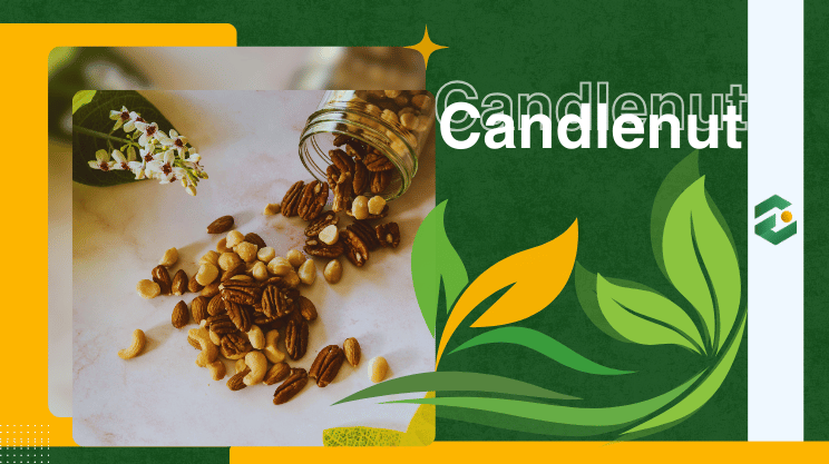Wholesale Spices Candlenut