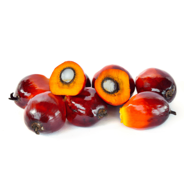 Commodities Export Modified Cassava Flour