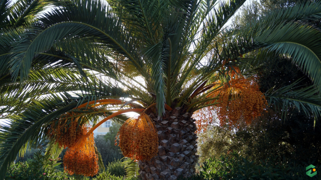 Securing a Strategic Palm Sugar Wholesale Partner to Insulate Industrial COGS in 2026
